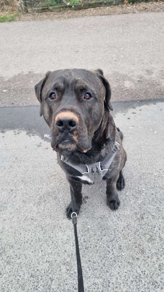 Hundetreffen-Gassi Gefährten gesucht-Profilbild