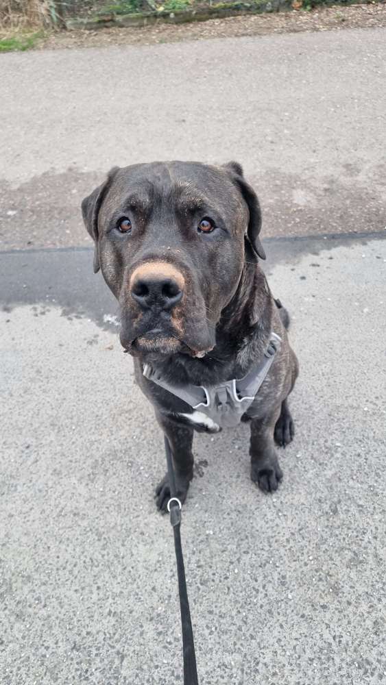 Hundetreffen-Spiel und Gassi Gefährten  gesucht-Profilbild