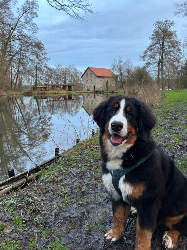Hundetreffen-Gassirunde-Profilbild