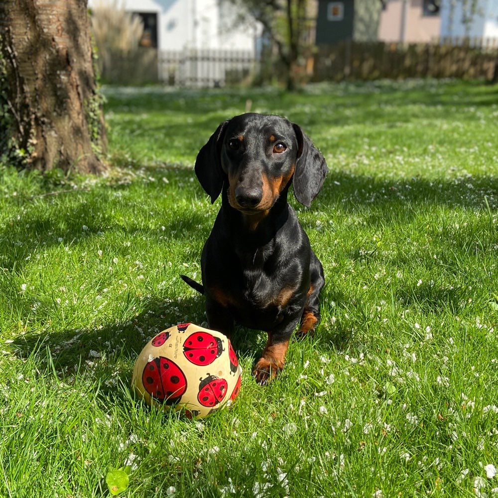 Hundetreffen-Dackel-Treff (und ähnliche Kaliber 😊) Raum Bornheim-Profilbild