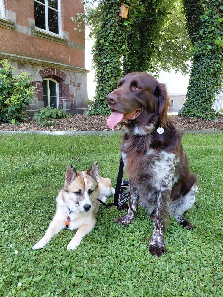Hundetreffen-Balu & Rico-Profilbild