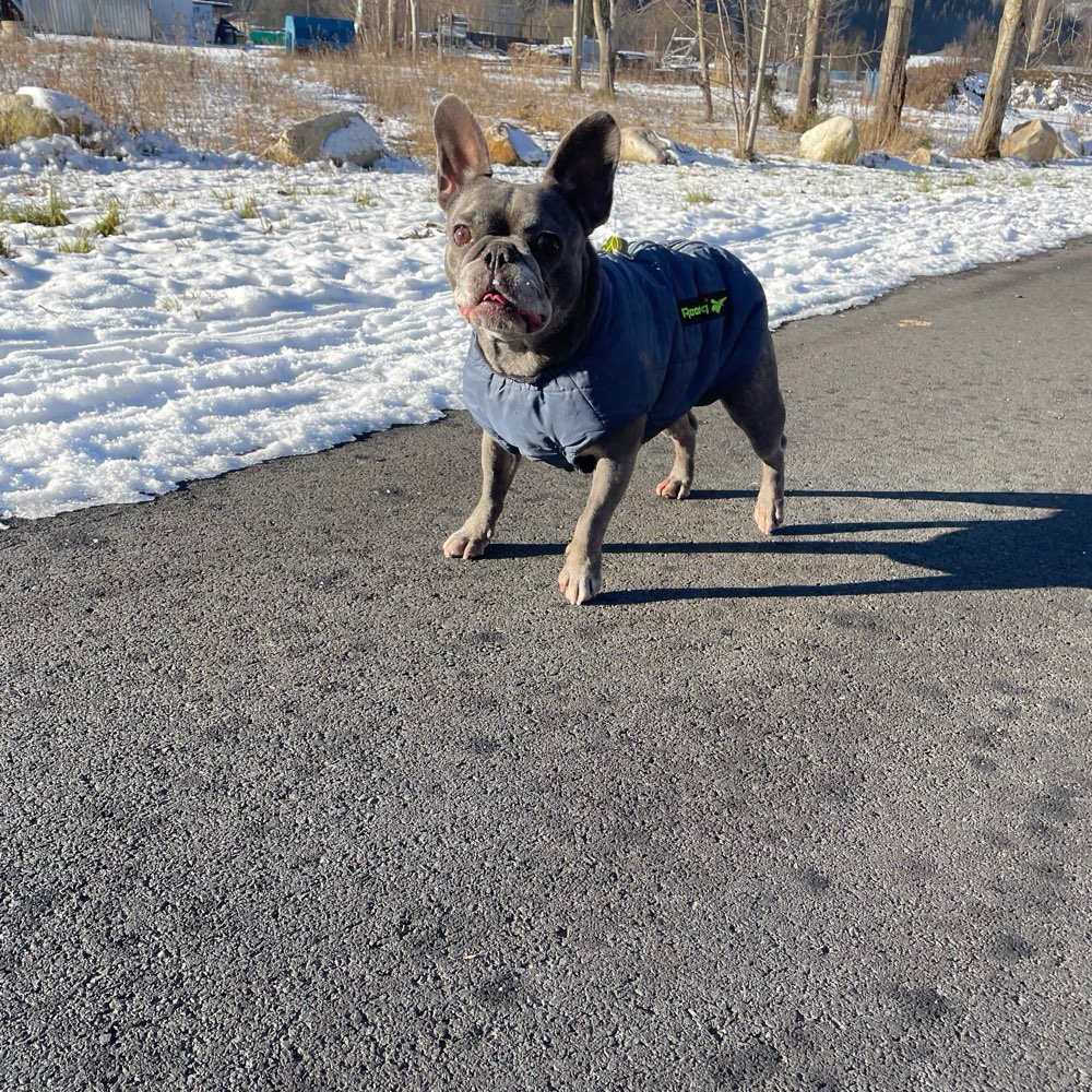 Hundetreffen-Pfotenfreund zum toben und Gassi gehen gesucht 🙈-Profilbild