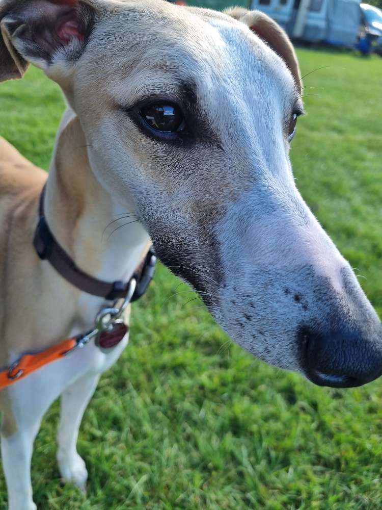 Hundetreffen-Whippet- oder Windhundfreunde gesucht-Profilbild