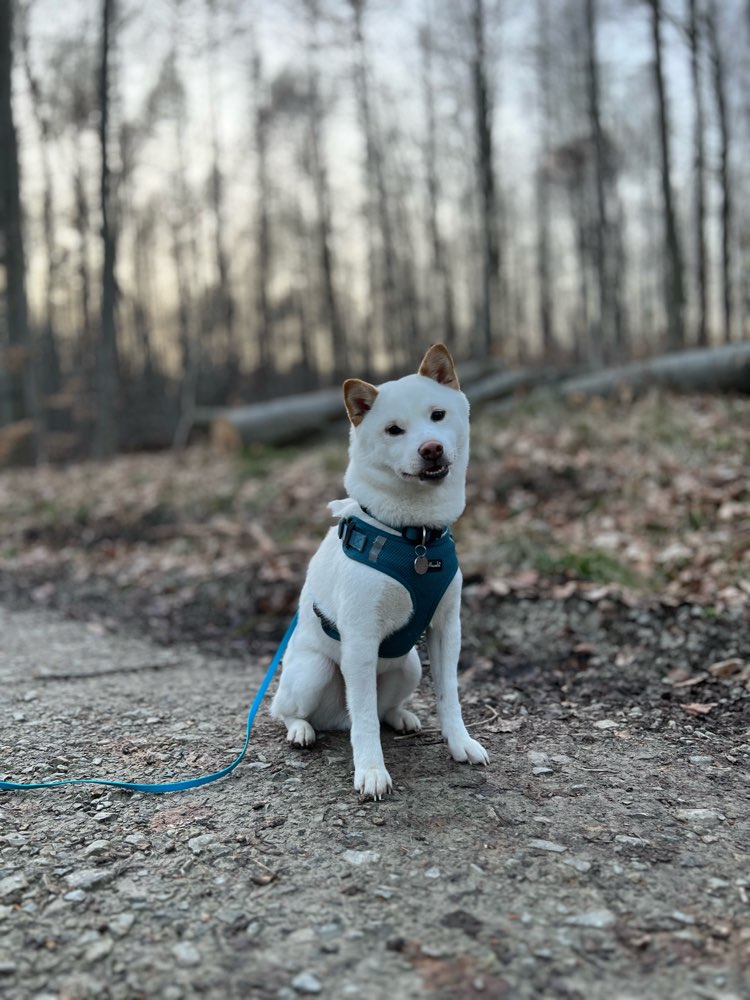 Hundetreffen-Hundefreunde kennenlernen, Socialwalk und gemeinsames Trainieren-Profilbild