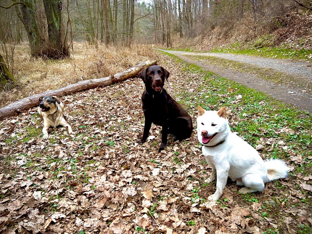 Hundetreffen-Treffen mit mehreren Hunden zum Spielen und freien Trainieren-Profilbild