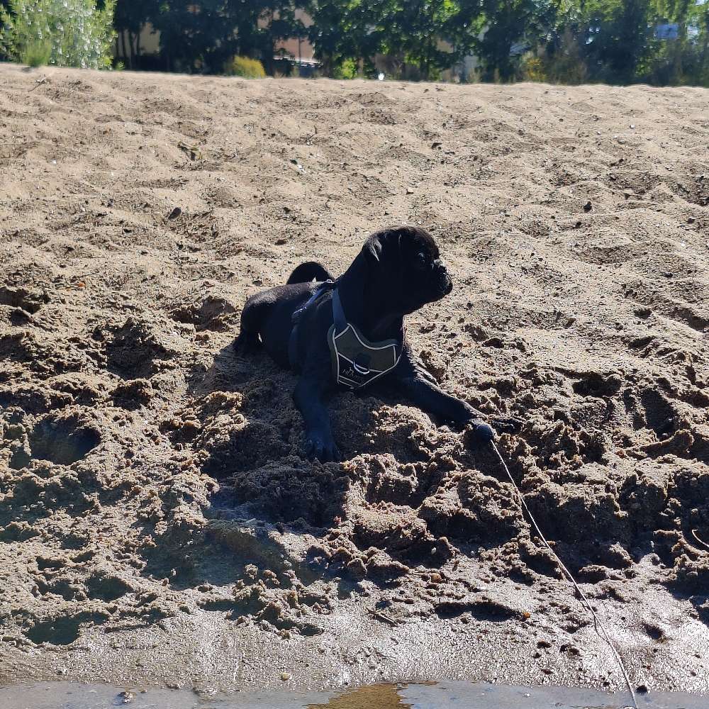 Hundetreffen-Welpen-/ Junghunde-Treffen-Profilbild