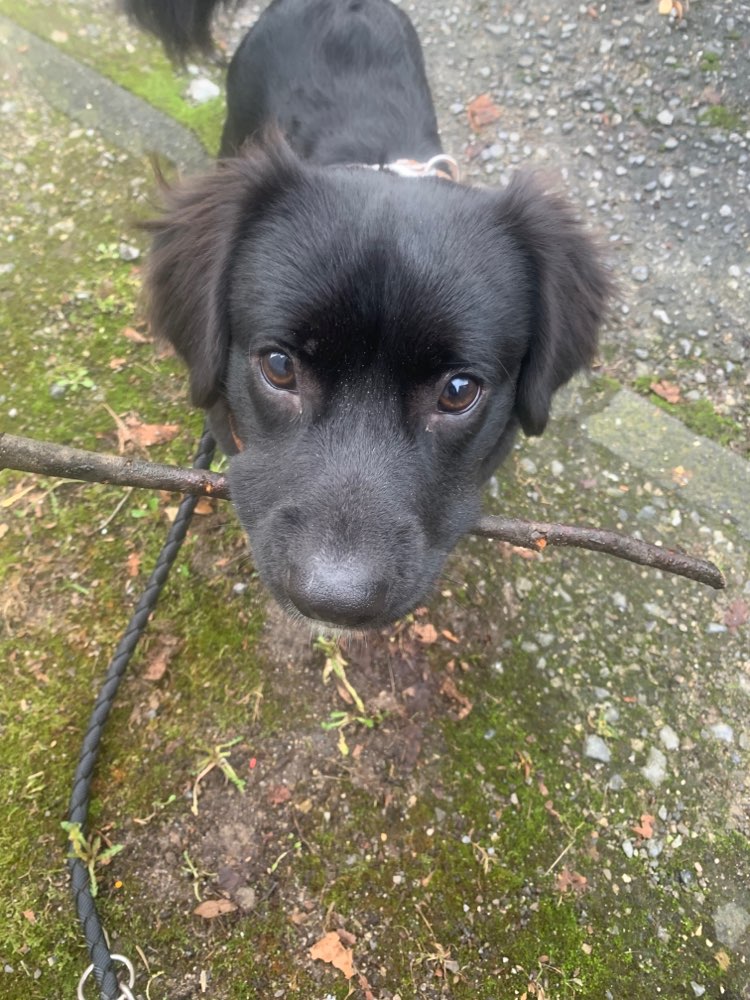 Hundetreffen-Junghundtreffen in Kombination mit gemeinsamen Übungen-Profilbild