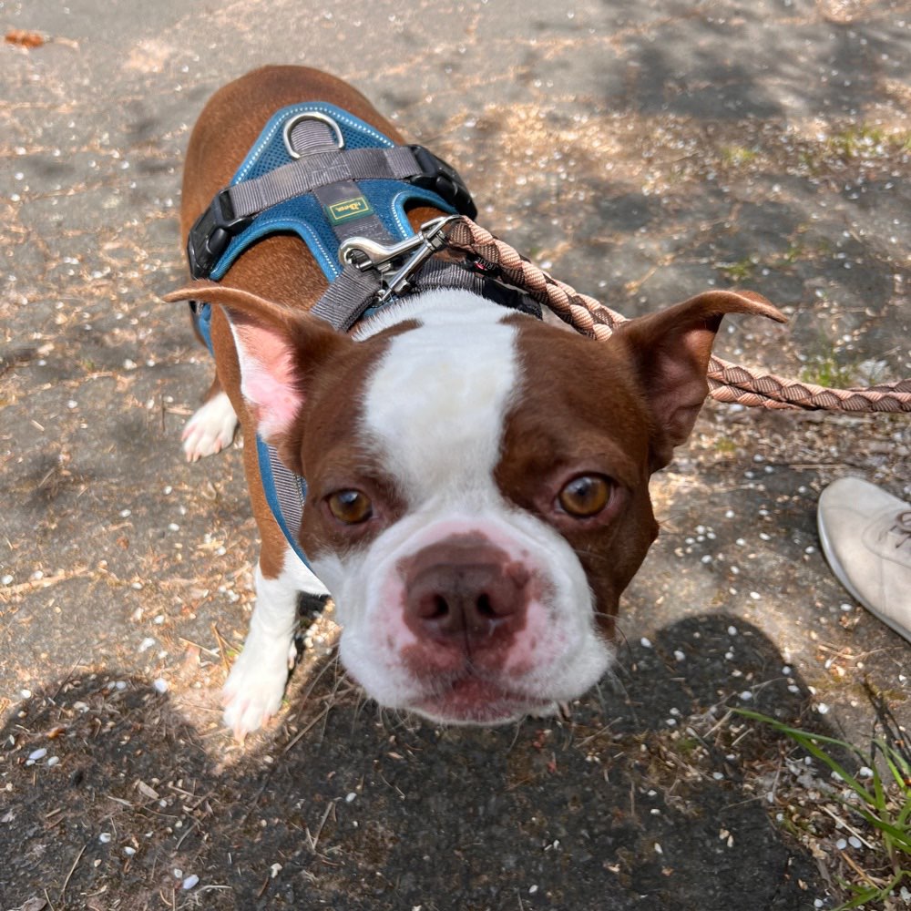 Hundetreffen-Hündin für kastrierten Rüden gesucht (:-Profilbild