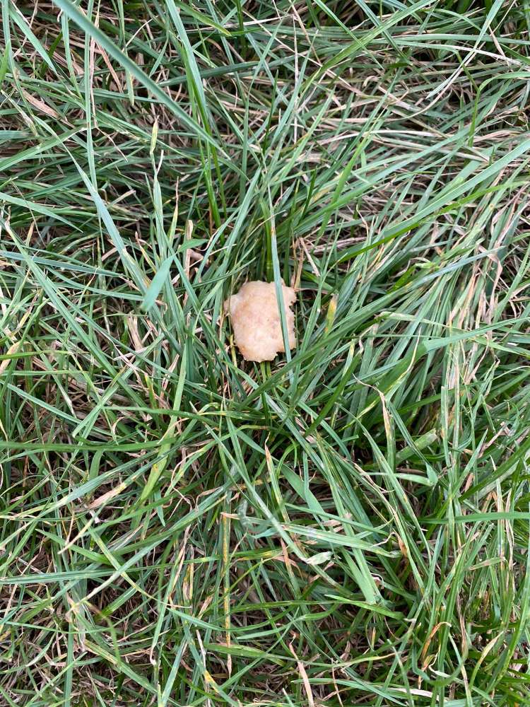 Giftköder-Fleischstücke auf Feld-Profilbild