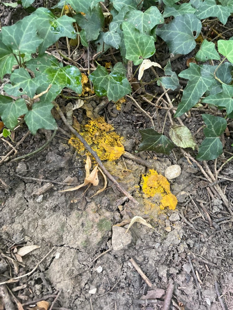 Giftköder-Auffälliges Pulver (Curryfarbe)-Profilbild