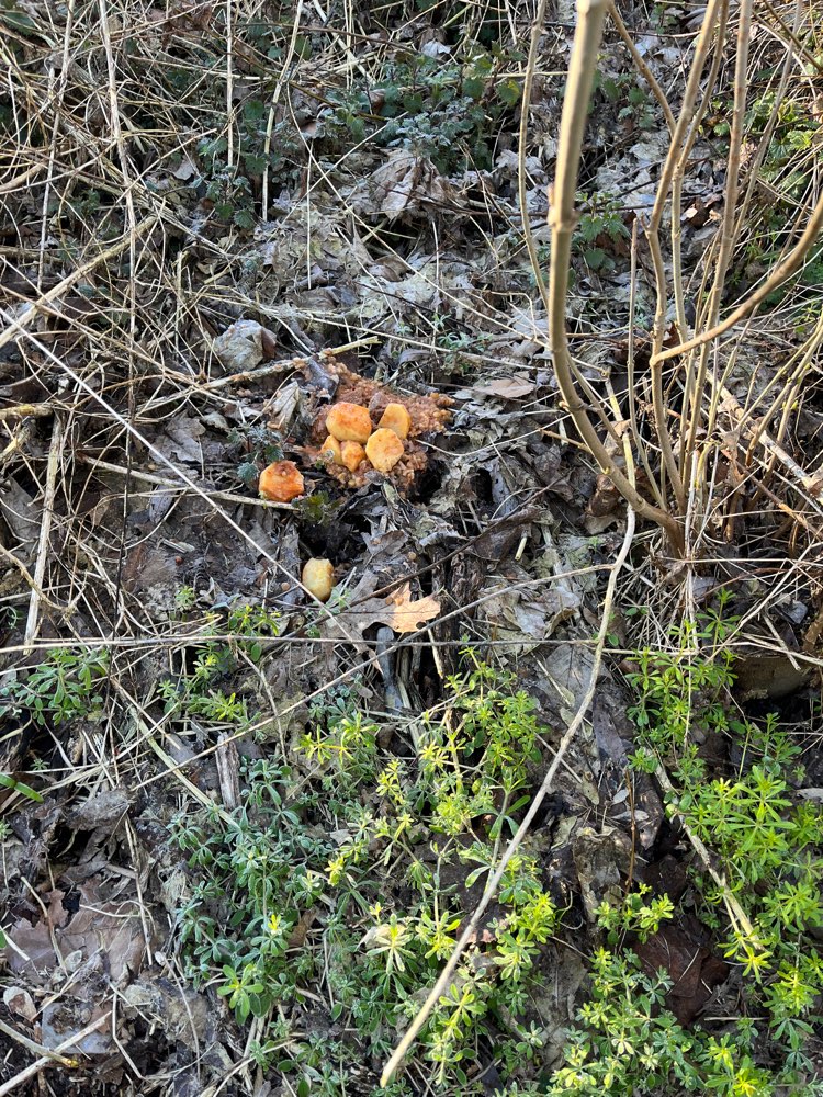 Giftköder-Vermutlich Giftköder-Profilbild