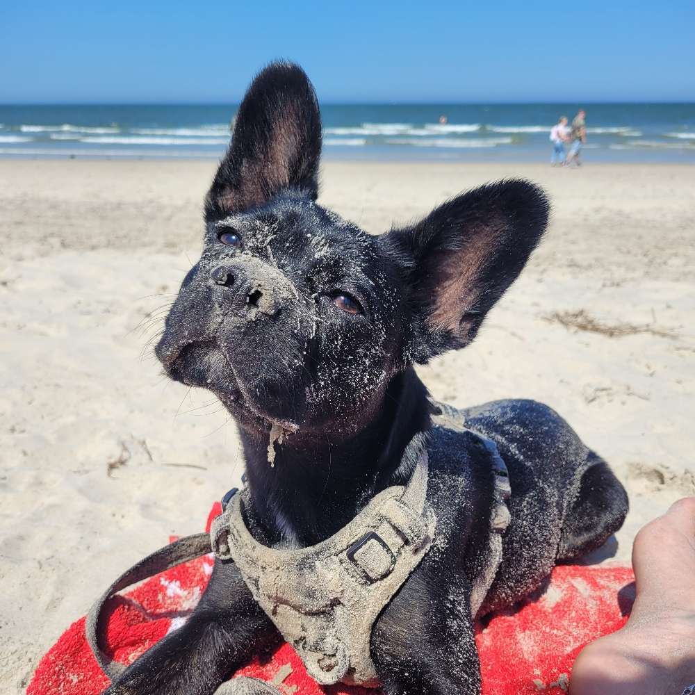 Hundetreffen-10 Monate aktive Hündin braucht Hilfe Artgenossen zu mögen-Profilbild