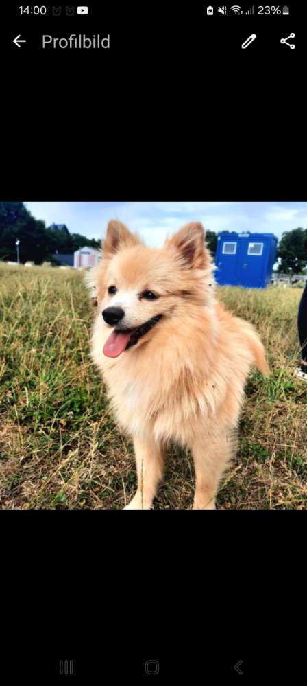 Hundetreffen-Junghundtreffen / Spielrunde / Gassi-Profilbild