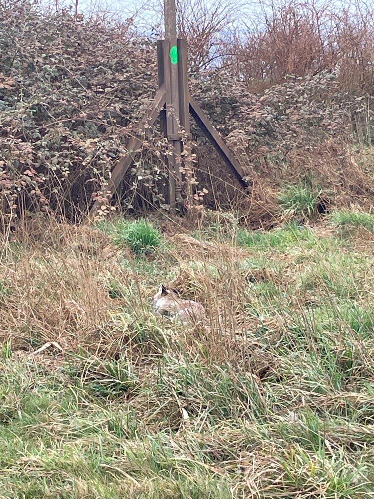 Giftköder-Tote Fuchs-Profilbild