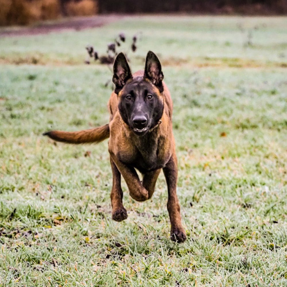 Hundetreffen-Gassi Gehen 🐕  Bietigheim-Bissingen und Umgebung-Profilbild