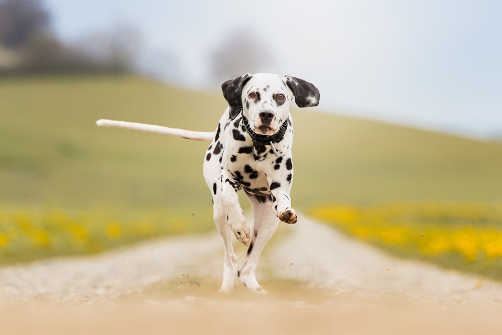 Hundetreffen-Nova sucht Hundekumpel 🐶-Profilbild