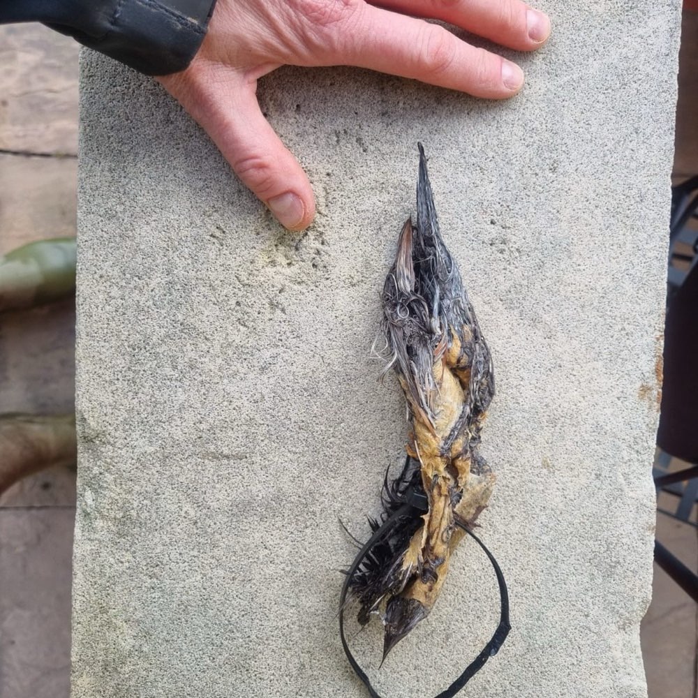 Giftköder-Nähe Villa Kunterbunt / Hammerstr-Profilbild