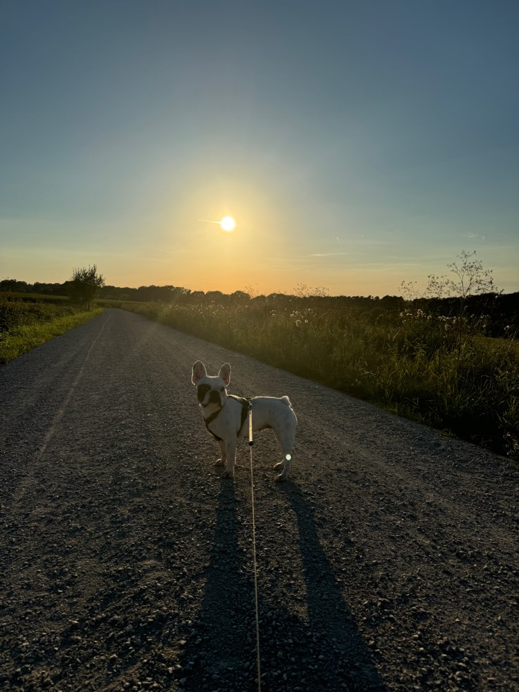 Hundetreffen-Frenchies in Erlangen/Rathsberg-Profilbild