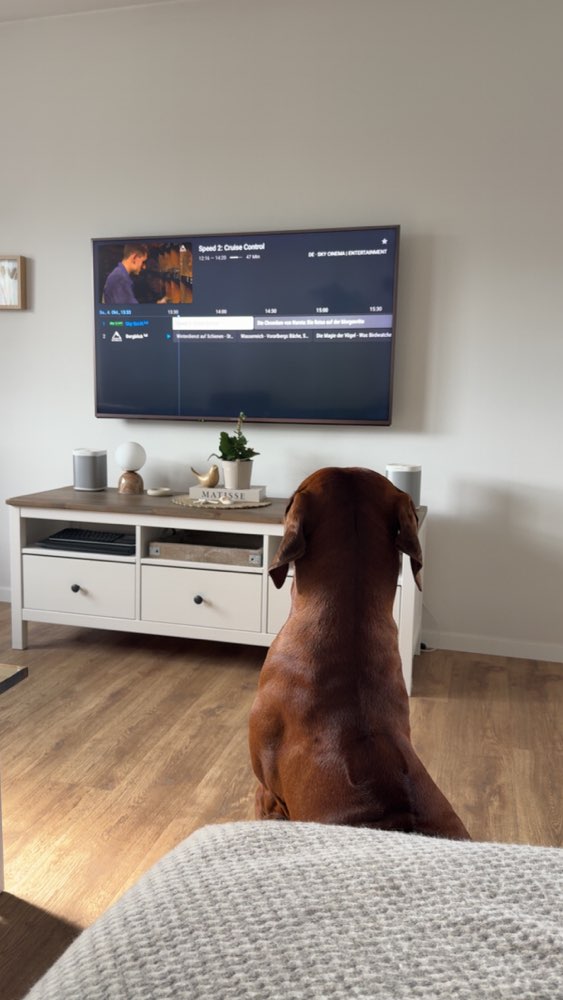 Hundetreffen-Spielen-Profilbild