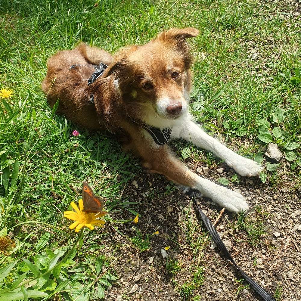 Hundetreffen-Gassirunde in Pankow mit ruhigen Hunden (klein bis mittelgroß)-Profilbild