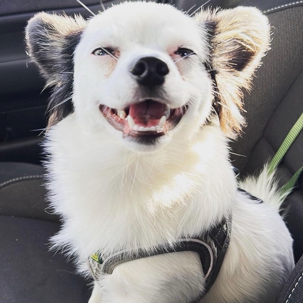 Hundetreffen-Zusammen spazieren gehen 🐶-Profilbild