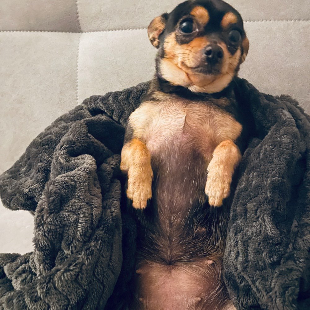 Hundetreffen-Chihuahua, Zwergspitz und Pomeranian Treffen-Profilbild