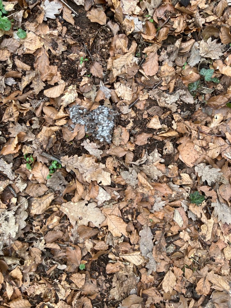 Giftköder-Unbekannte weiße Substanz-Profilbild