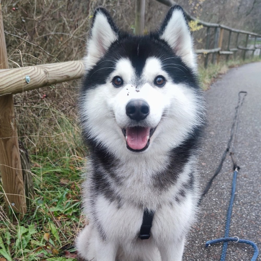 Hundetreffen-Gemeinsame Gassirunde zum Spielen und toben-Profilbild