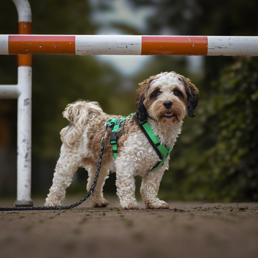 Hundetreffen-Gemeinsames Training-Profilbild