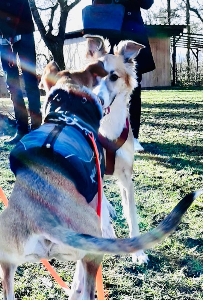 Hundetreffen-Social Walk unter Anleitung gesucht-Profilbild