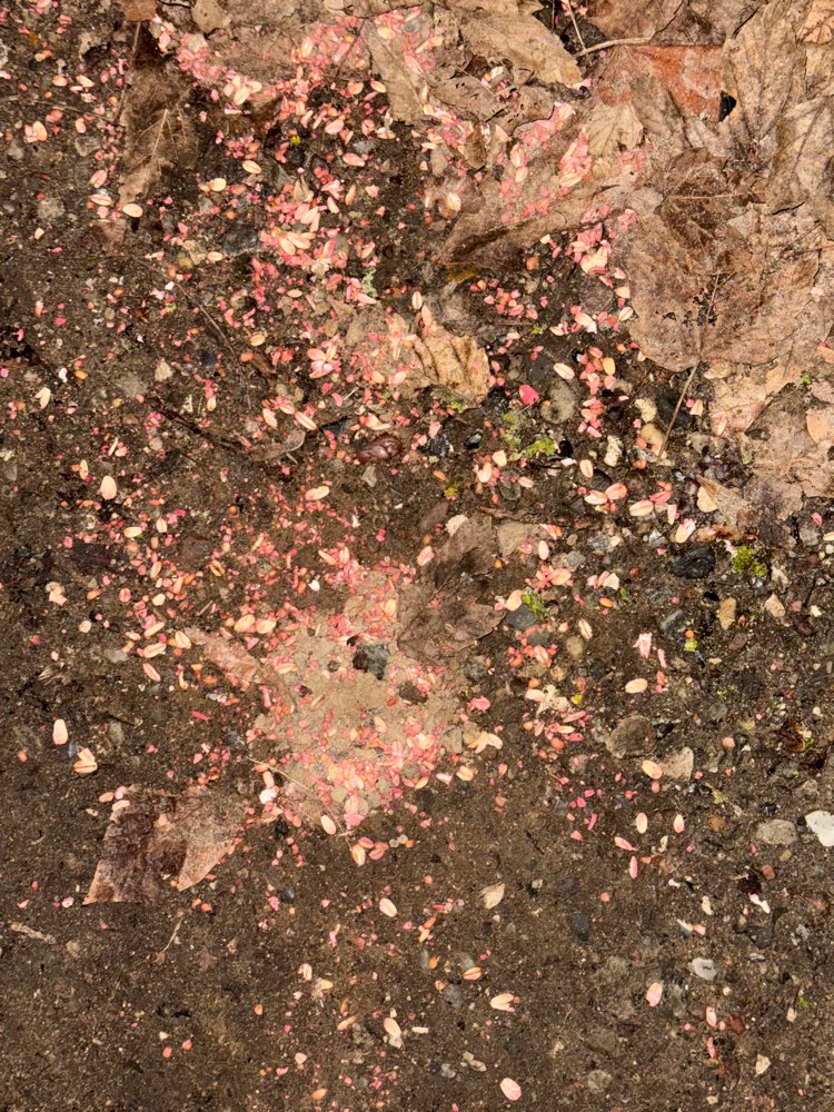 Giftköder-⚠️ Verdacht Rattengift-Profilbild