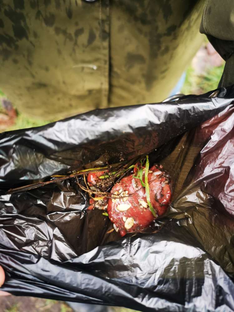 Giftköder-Evtl. Giftköder (vergrabene rohe Fleischstücke)-Profilbild