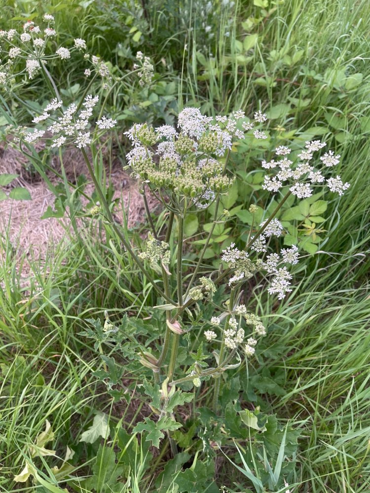Giftköder-Bärenklau vereinzelt im Feld gesichtet-Profilbild