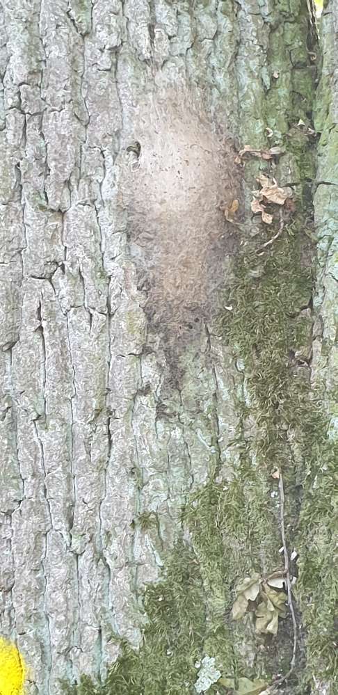 Giftköder-Eichenprozessionsspinner-Profilbild