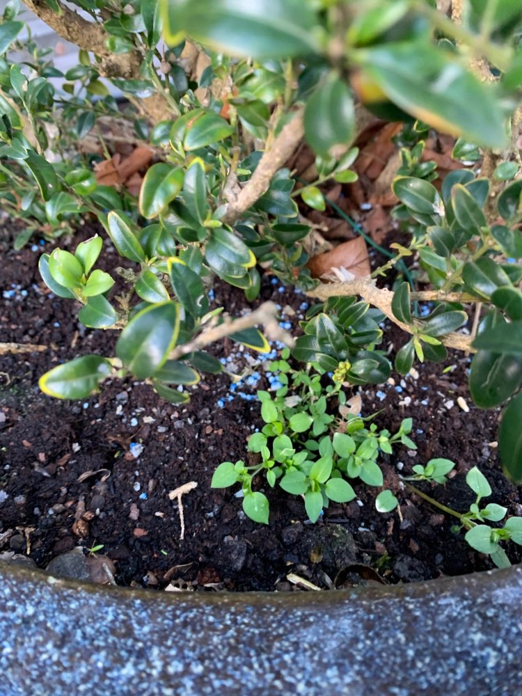 Giftköder-Blaukorn Dünger in den Büschen-Profilbild