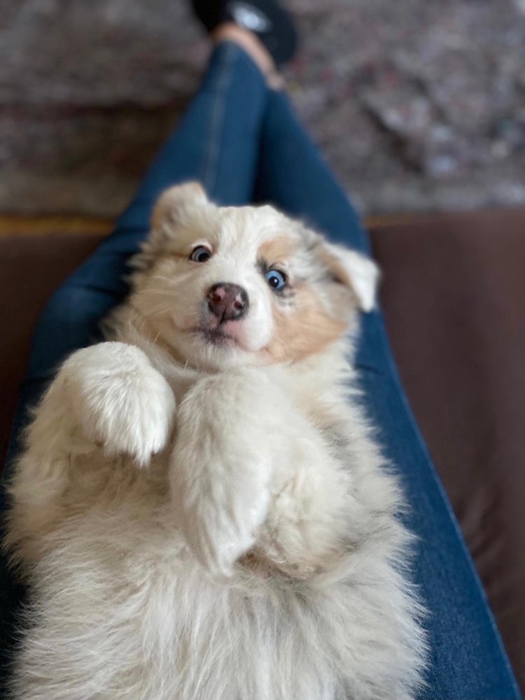 Hundetreffen-Welpentreffen Herrenhausen-Profilbild