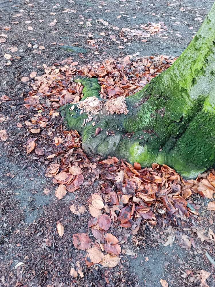 Giftköder-Undefinierbares Futter-Profilbild