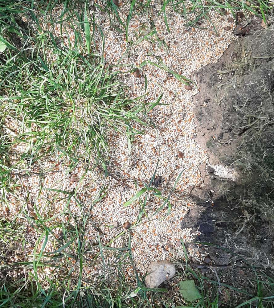 Giftköder-Evtl. Giftköder-Profilbild