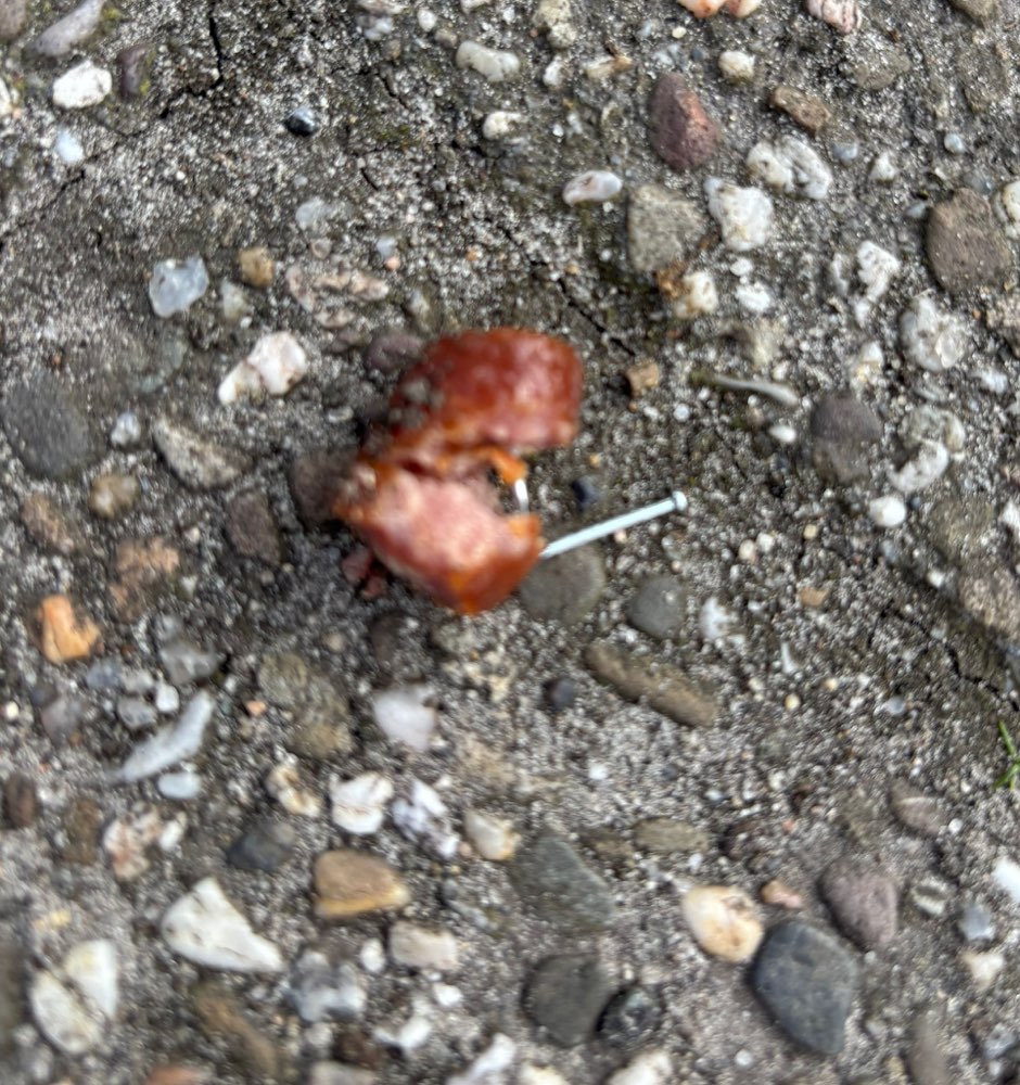 Giftköder-Wurststücke mit Nägeln-Profilbild