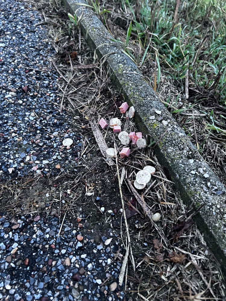Giftköder-Giftköder, kleine Wurstteile aufgelegt-Profilbild