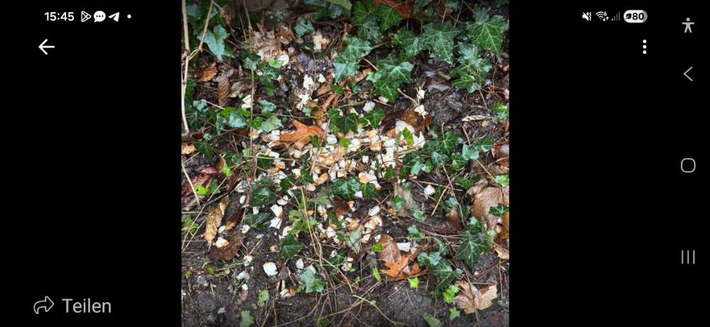 Giftköder-Giftköder Kaiser-Friedrich-Hain-Profilbild