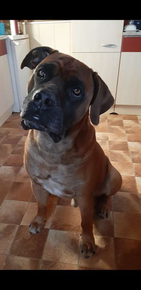 Hundetreffen-Suche für meinen Rüden Spielgefährtin-Profilbild