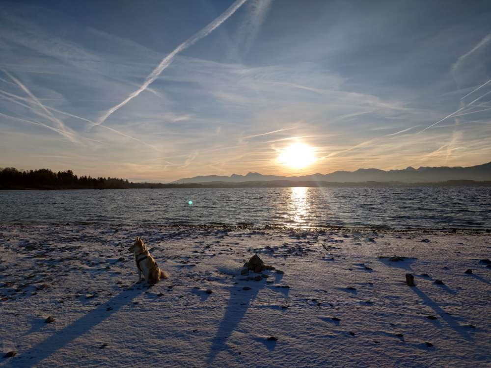 Hundetreffen-Schnüffelpartner für die Morgenstunden gesucht-Profilbild