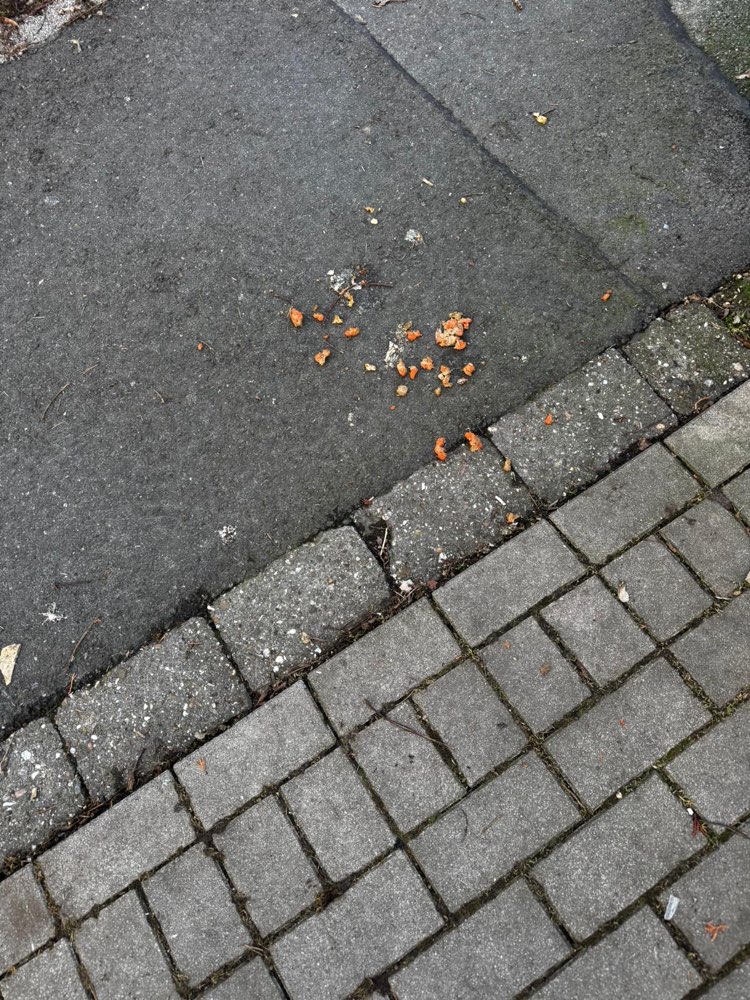 Giftköder-Rattengift?-Profilbild