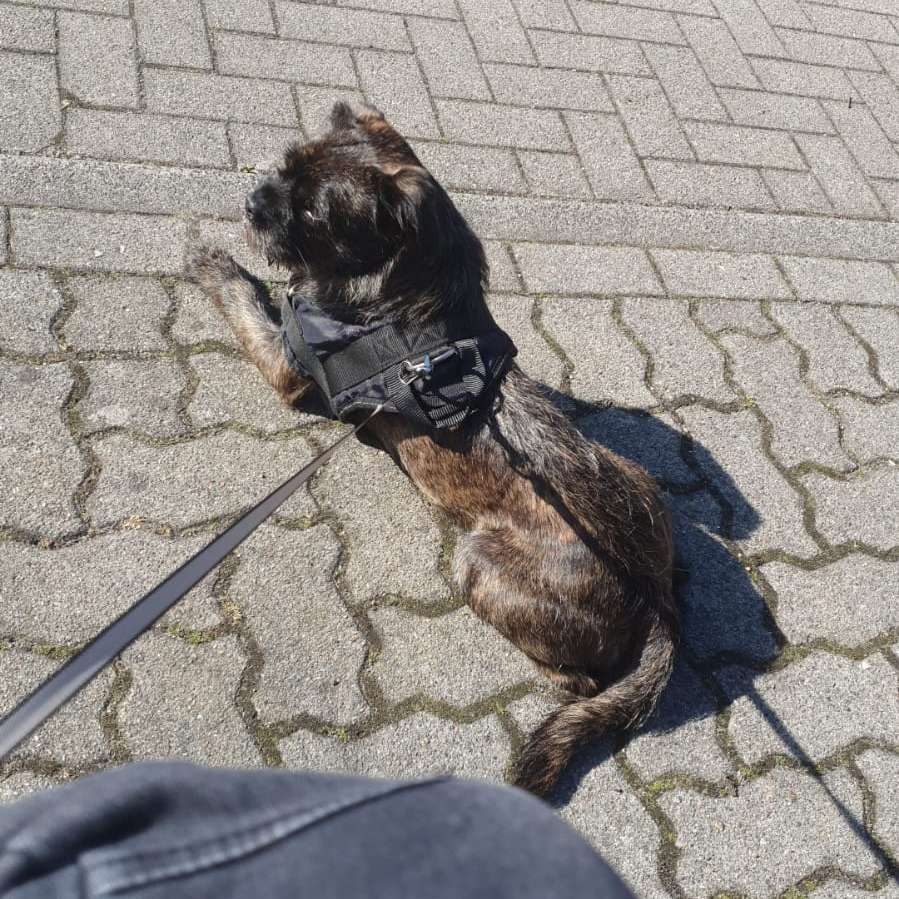 Hundetreffen-Hunde spielen-Profilbild