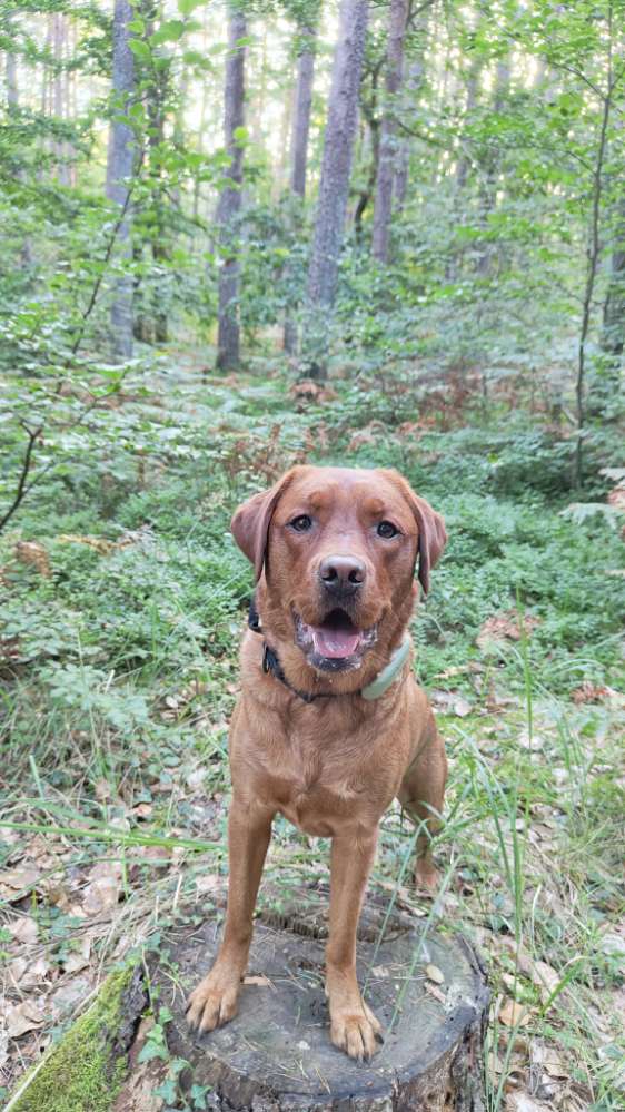 Hundetreffen-Balou sucht Spielkumpel-Profilbild