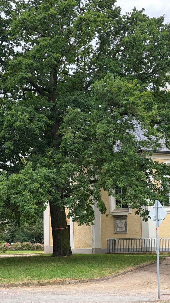 Giftköder-Eichen-Prozessionsspinner-Profilbild