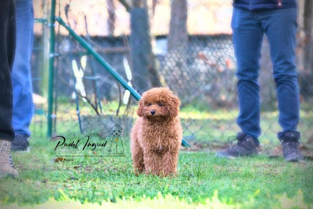 Hundetreffen-Welpentreff, Spielrunde, Gassirunde-Profilbild