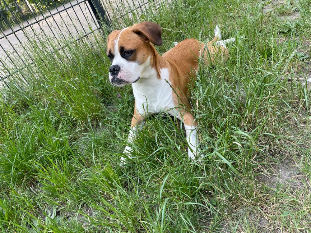 Hundetreffen-Spielrunde für Junghunde-Profilbild