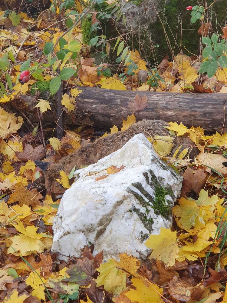 Giftköder-Kadaver-Profilbild